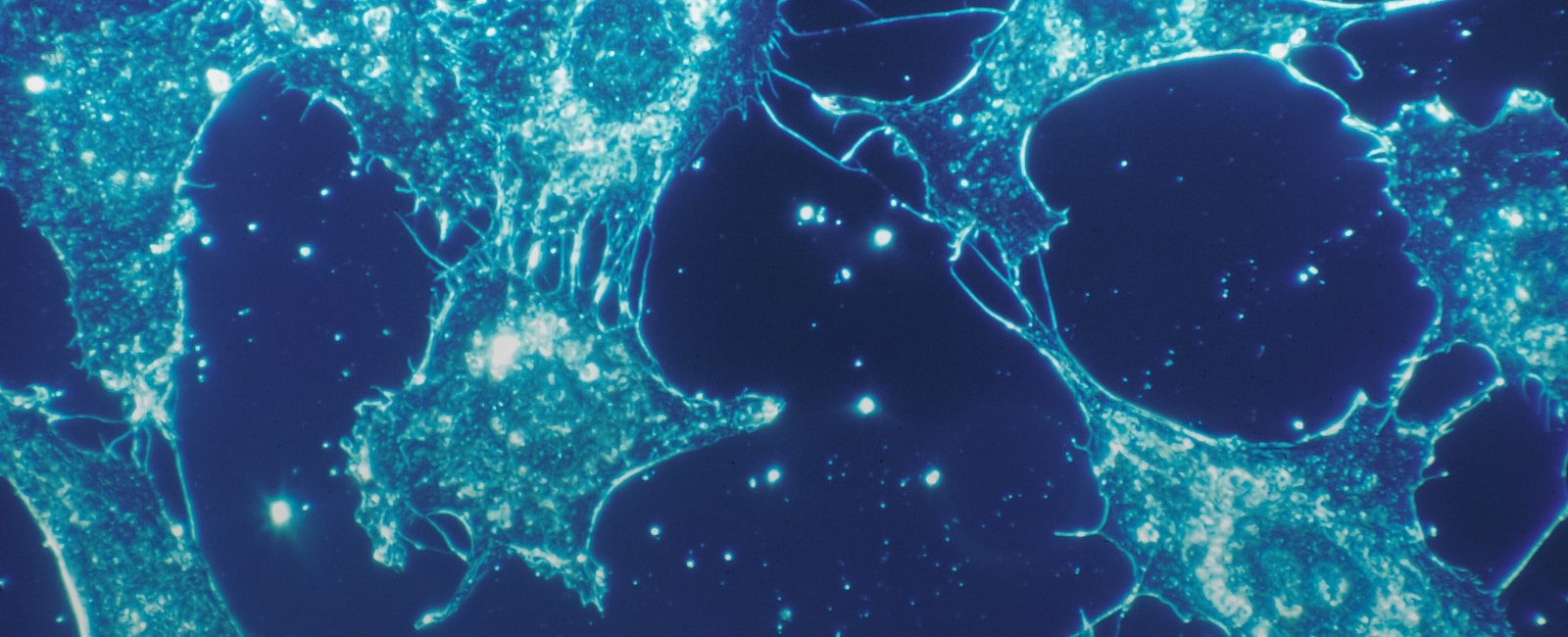 Microscopic view of glowing blue cells on dark background, showcasing cellular structure and intricate details