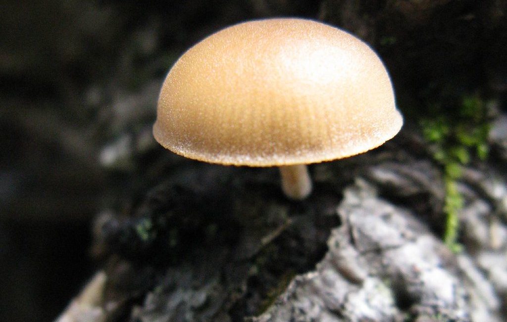 Close-up of a small brown mushroom growing on a tree bark in a natural setting