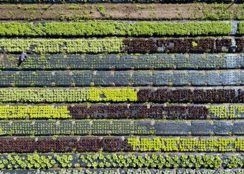Aerial view of vibrant, neatly arranged crop rows with a person tending to the plants in an agricultural setting